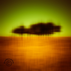 Ultra modern photographic art of trees in a wheat field – would look stunningly delicious as a large metal print. 